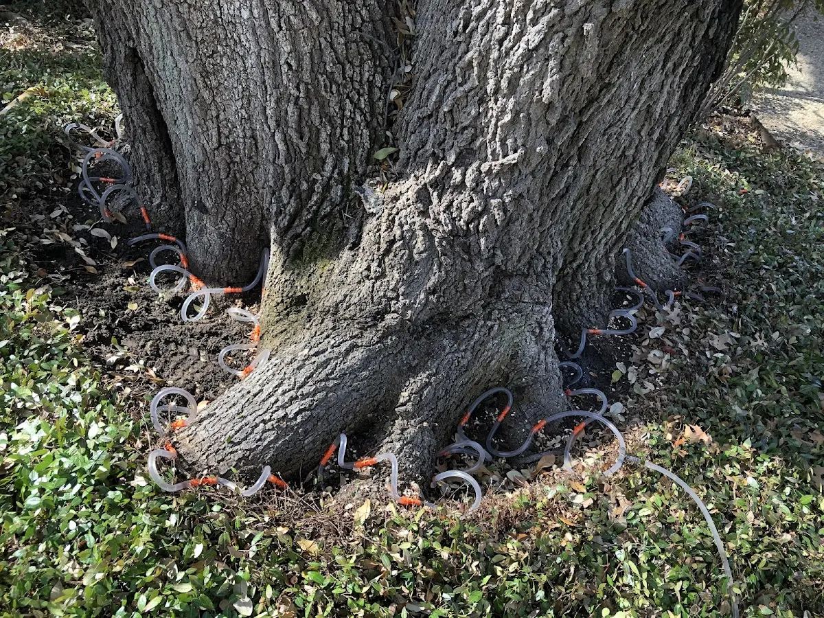 Detailed Tree Cabling and Bracing job site in Rouseville