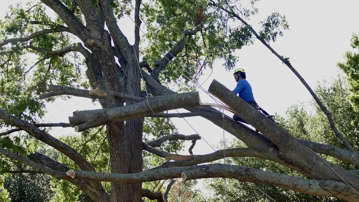Professional Hazardous Tree Removal performed by certified arborists in Rouseville