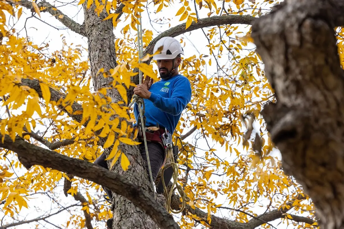 Skilled Tree Trimming crew working in Rouseville